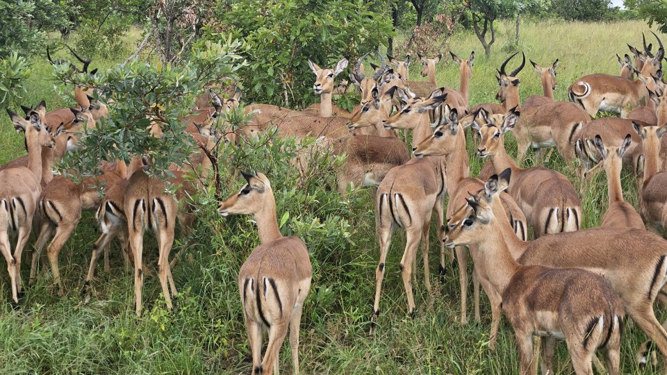 <h2>The Best of South Africa Escorted 2023</h2> 14 Nights | 6 Rounds | March 11 - 25